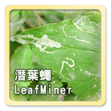 潛葉蠅Leafminer