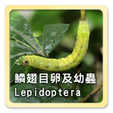 鱗翅目卵及幼蟲Lepidoptera