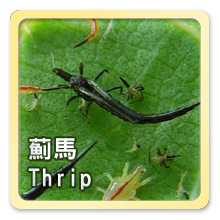 薊馬Thrip