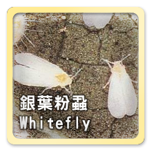 銀葉粉蝨Whitefly