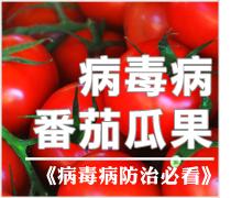 蕃茄瓜果病毒病防治