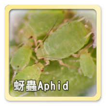 蚜蟲Aphid