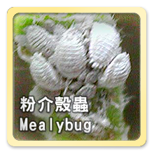 粉介殼蟲Mealybug