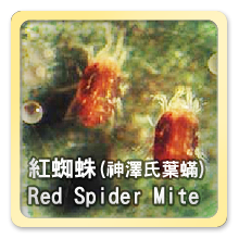 紅蜘蛛(神澤氏葉蟎) Red Spider Mite