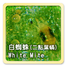 白蜘蛛(二點葉蟎) White Mite