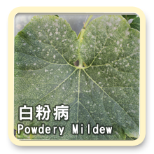 白粉病Powdery Mildew